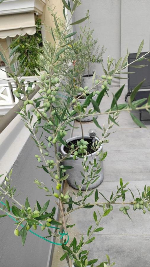 My Home In Greece Атина Екстериор снимка